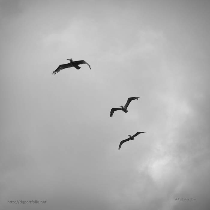 Pelicans in Flight I BW fine art wildlife image