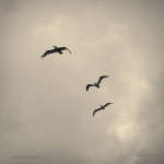 Pelicans in Flight I Toned fine art wildlife photo