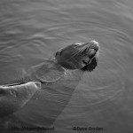 Sea Lion II BW