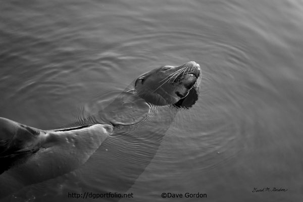 Sea Lion II BW