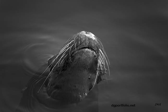 Fine Art black and white wildlife photograph