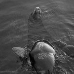 Sea Lion IV BW