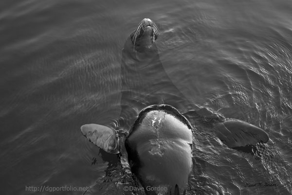 Sea Lion IV BW