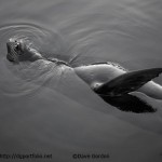 Sea Lion I BW