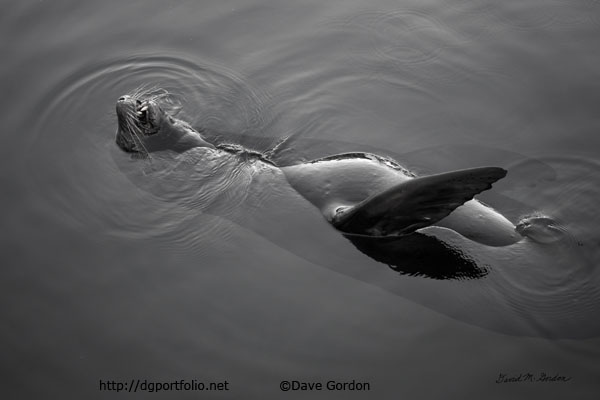 Sea Lion I BW