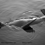 Sea Lion III BW