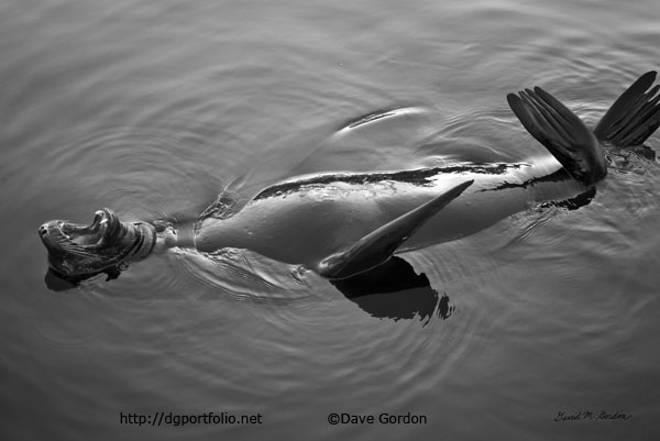 Sea Lion III BW