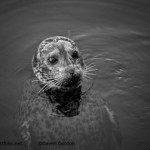Harbor Seal I BW