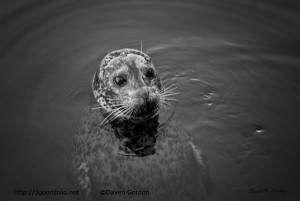 Harbor Seal I BW