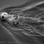 Sea Otter I BW