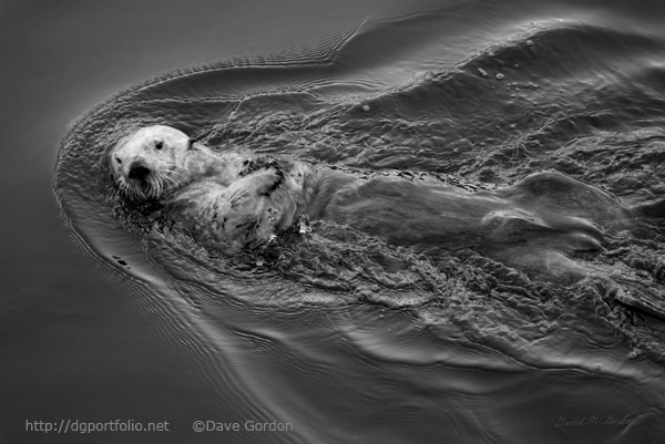 Sea Otter I BW