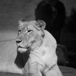 Lioness I BW