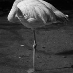 Flamingo I BW