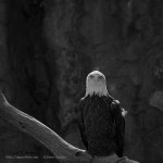 Bald Eagle I BW SQ