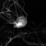 Jellyfish I BW