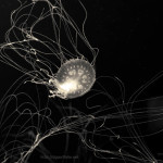 Jelly Fish I Toned fine art sepia photo