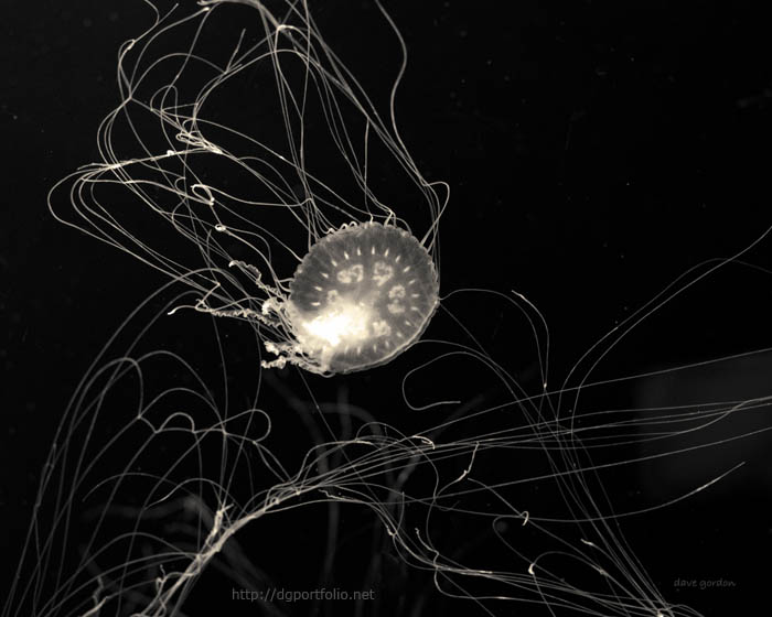 Jelly Fish I Toned fine art sepia photo