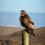 Red Tail Hawk - color