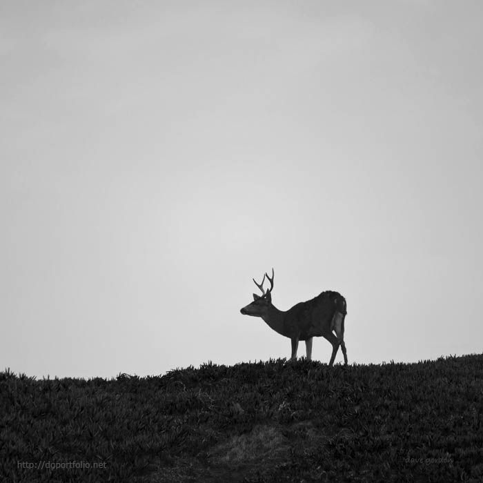 Mule Deer I BW SQ fine art landscape photo