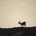 Mule Deer Toned fine art photo