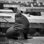 Sea Lion VI BW