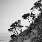 Point Lobos III BW image