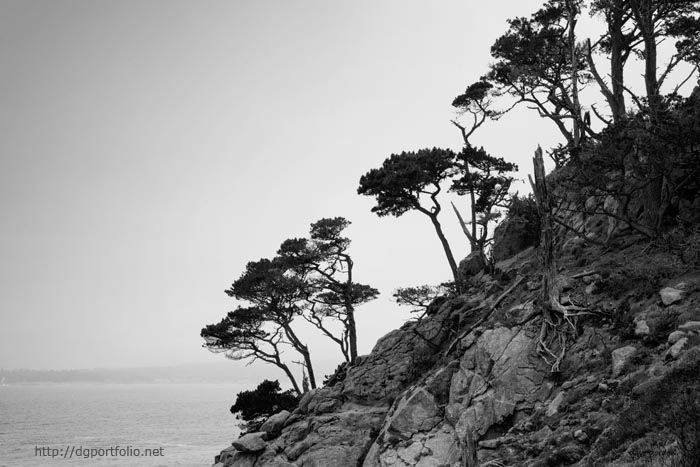Point Lobos III BW image