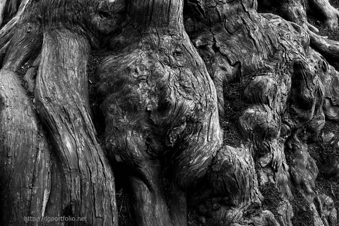 Point Lobos V BW fine art photo