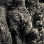 Point Lobos V Toned fine art photo