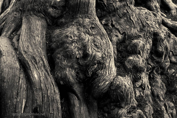 Point Lobos V Toned fine art photo