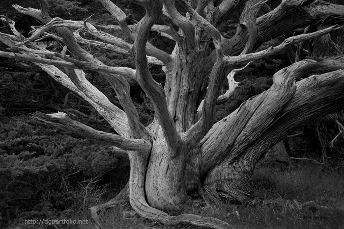 Point Lobos IV BW photo