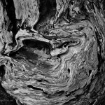 Point Lobos VI BW fine art black and white abstract photograph