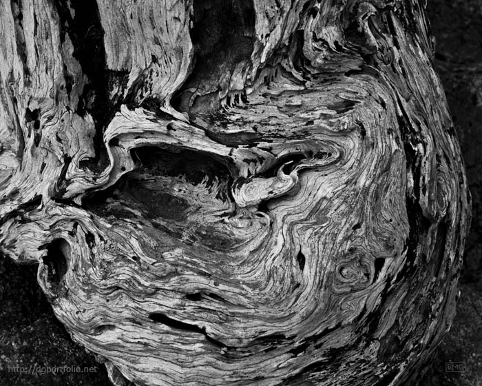 Point Lobos VI BW fine art black and white abstract photograph