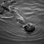 Sea Otter III BW fine art nature photo