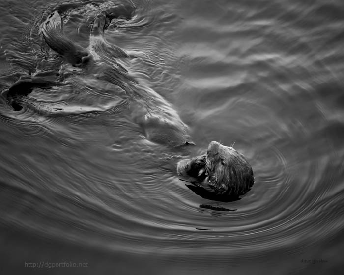 Sea Otter III BW fine art nature photo