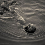 Sea Otter III Toned fine art nature photo