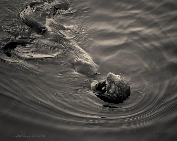 Sea Otter III Toned fine art nature photo