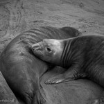 Elephant Seals IV BW fine art photo image