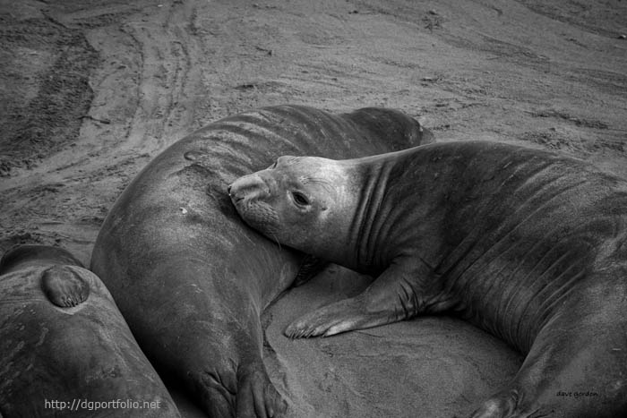 Elephant Seals IV BW fine art photo image