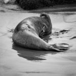 Fine art black and white wildlife photograph by Dave Gordon.