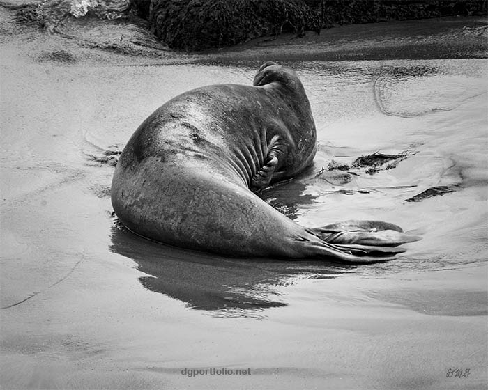 Fine art black and white wildlife photograph by Dave Gordon.