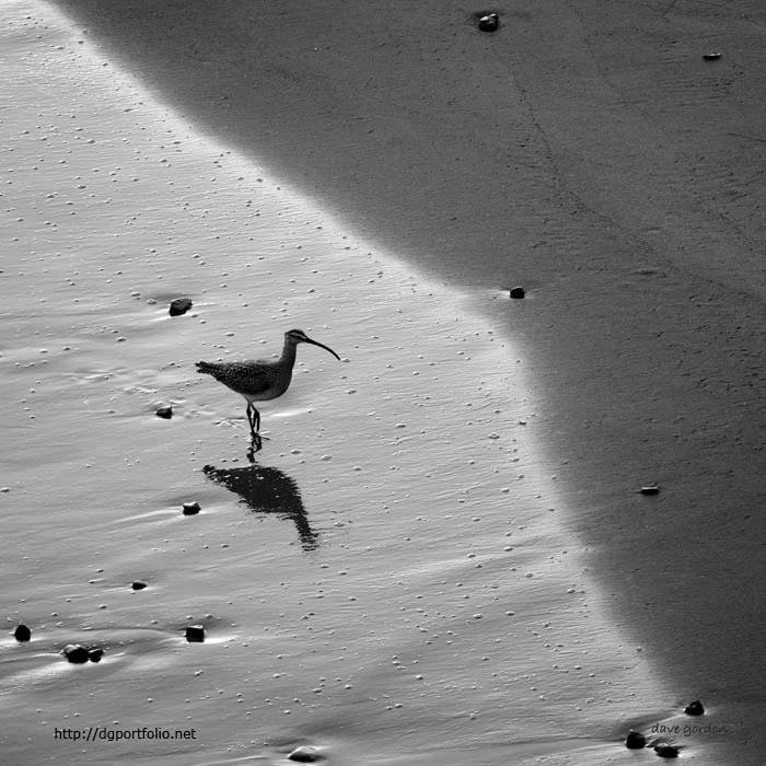 Sandpiper black and white image