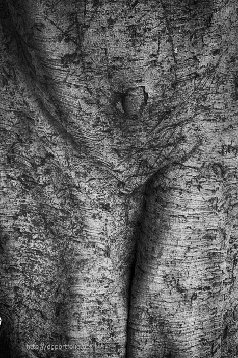 Tree Trunk I fine art photo image