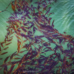 Fine art nature photograph of floating kelp by Dave Gordon.