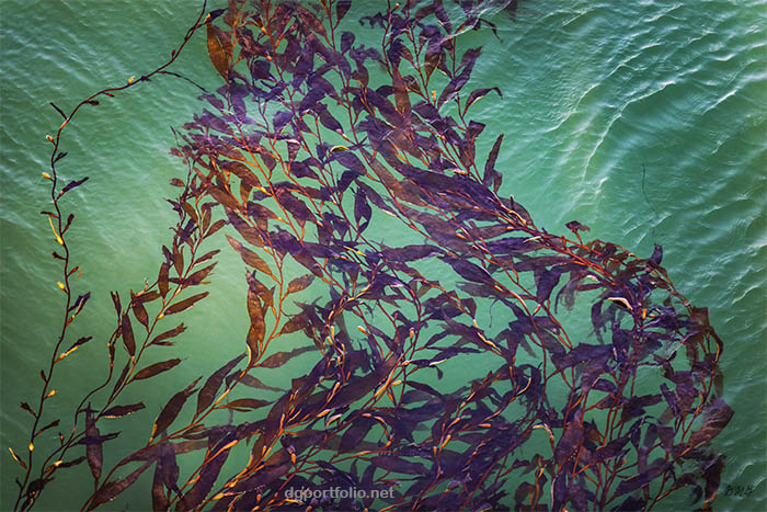 Fine art nature photograph of floating kelp by Dave Gordon.