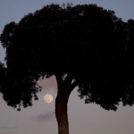 Lone Tree and Rising Moon fine art landscape photo