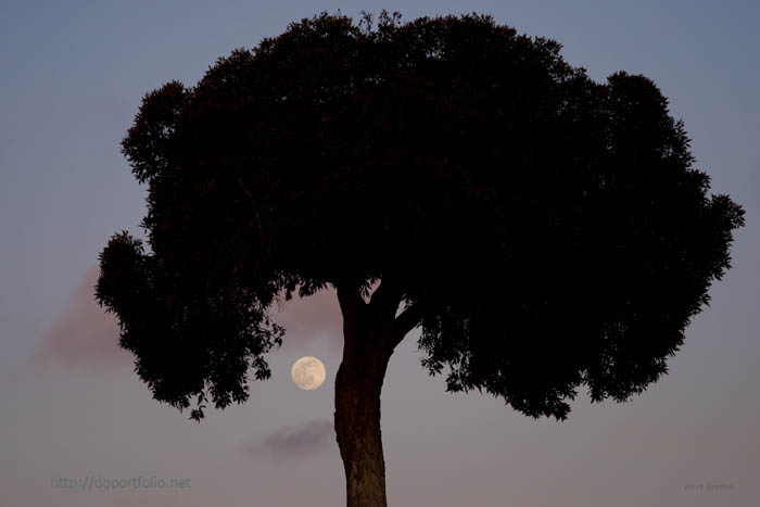 Lone Tree and Rising Moon fine art landscape photo