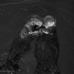 Sea Otters II BW fine art photo