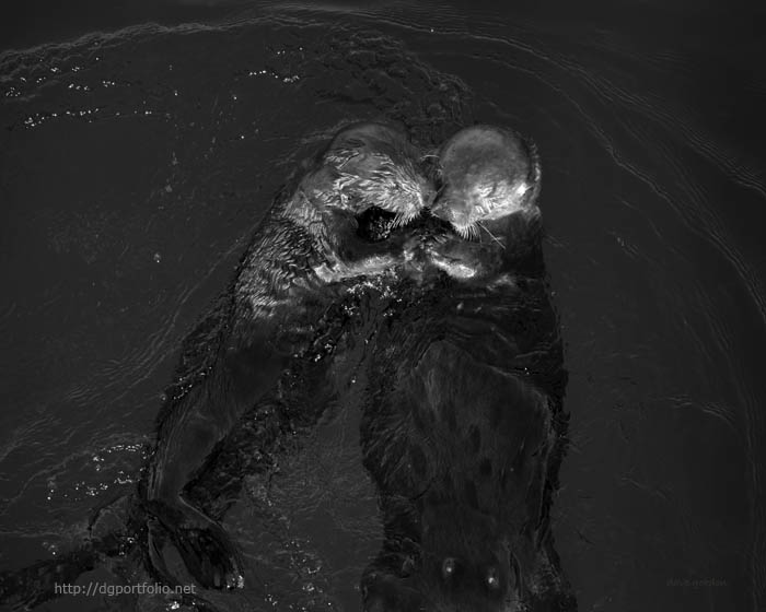 Sea Otters II BW fine art photo