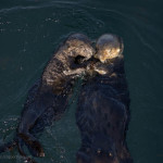 Sea Otters II Color fine art color nature photo